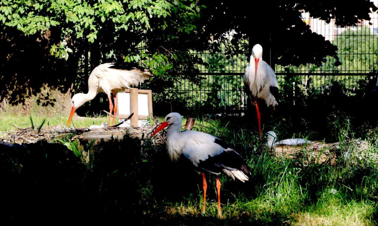 Island Hostel Budapest (Adults Only) Bagian luar foto White storks